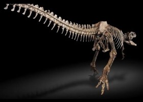 Vertebrados: animales con espina dorsal | Recurso educativo 736661