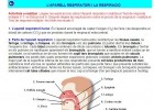 Aparell respiratori humà | Recurso educativo 736777