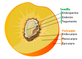 El fruto | Recurso educativo 741183