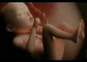 The miracle of life | Recurso educativo 742456