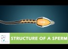 STRUCTURE OF A SPERM | Recurso educativo 742467