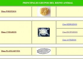 Clasificación Reino Animal | Recurso educativo 746323