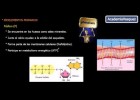 Bioelementos | Recurso educativo 748008