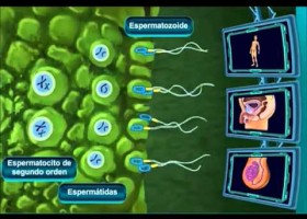 Gametogénesis humana | Recurso educativo 752949