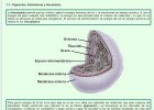 Pigmentos, fotosistemas y fotosíntesis | Recurso educativo 755899