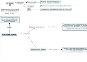 El sistema nerviós | Recurso educativo 761973