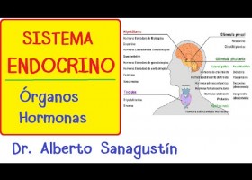 El sistema endocrí | Recurso educativo 762624