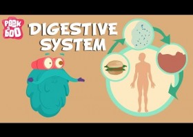 Video about the digestive system | Recurso educativo 769315