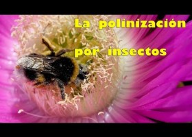 La polinización por insectos | Recurso educativo 771042