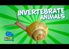 Invertebrate animals and their classification | Recurso educativo 773694