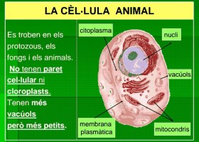 LES CÈL·LULES DELS VEGETALS I DELS ANIMALS | Recurso educativo 774218