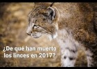 Trabajos de conservación del lince ibérico | Recurso educativo 774284