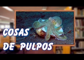 Cosas de pulpos | Recurso educativo 785169