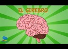 O sistema nervioso e o cerebro. | Recurso educativo 786041