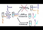 La replicación del ADN | Recurso educativo 789423